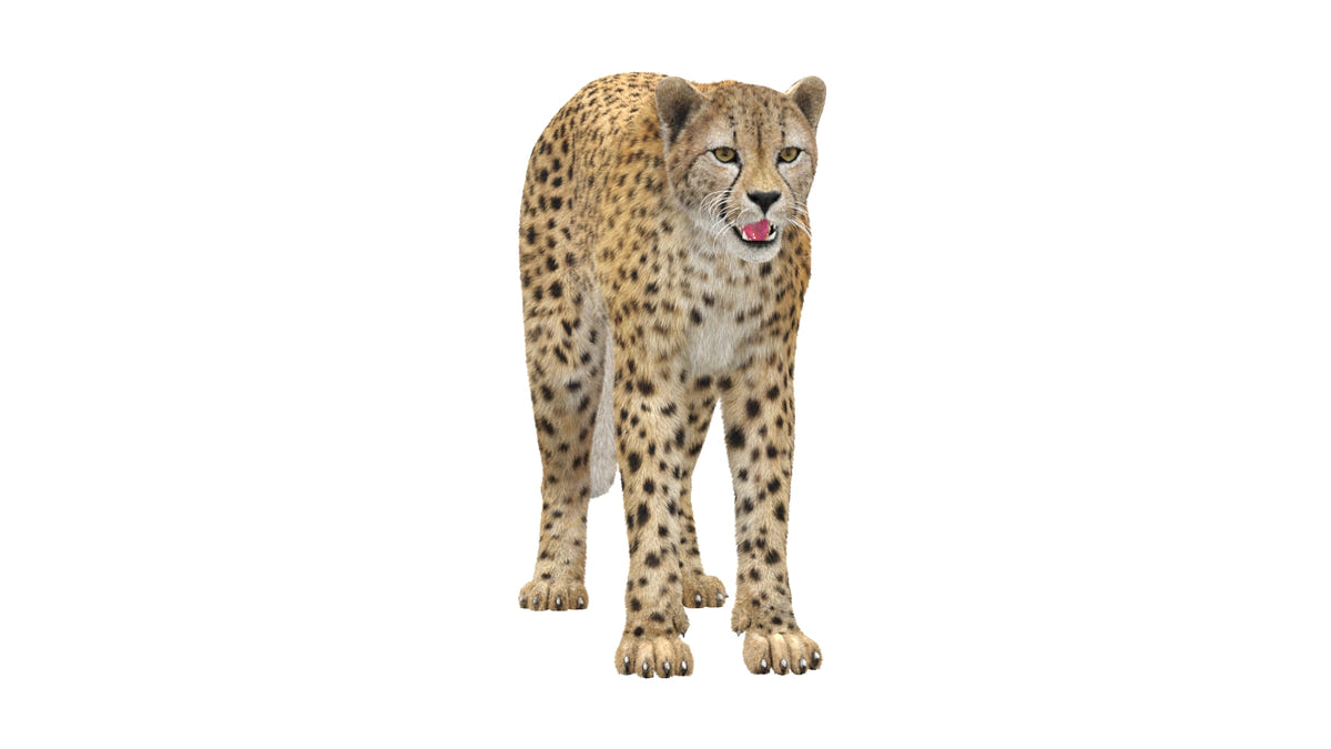 Animated Big Cats 3D Bundle — Lion, Tiger, Leopard & Cheetah - 360 Degree View
