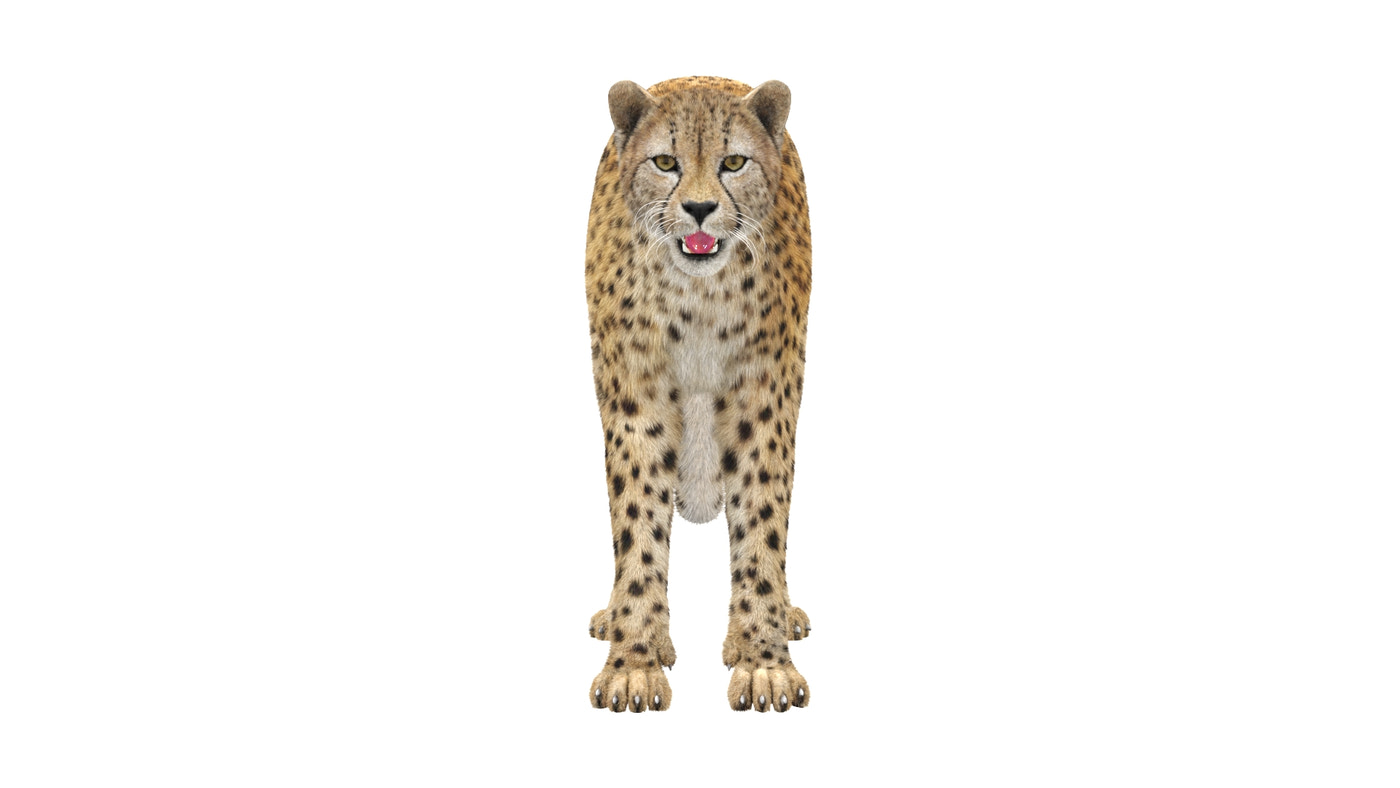 Cheetah 3D Model Fur - 360 Degree View