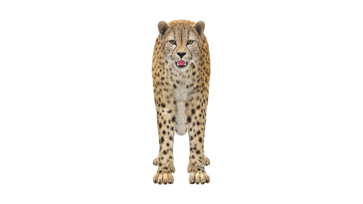 Animated Cheetah 3D Model - Hair and Fur - 360 Degree View
