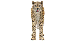3D model cheetah standing on a white background Thumbnail
