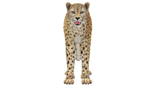 3D model cheetah standing on a white background Thumbnail