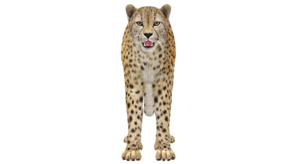 Cheetah 3D Model Fur