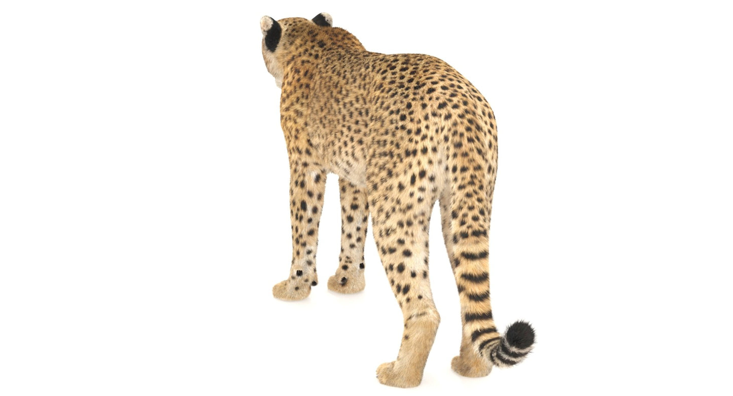 Cheetah 3D Model Fur