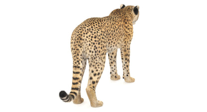 Cheetah 3D Model Fur