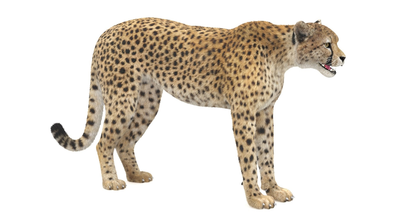 Photorealistic Cheetah 3D Model for Purchase and Download
