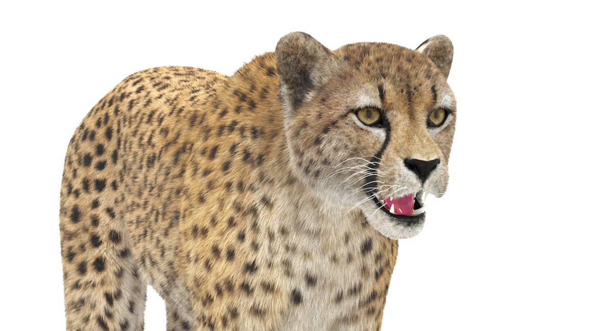 Cheetah 3D Model with Fur head close up