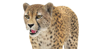 Lifelike Cheetah 3D Model with Fur for Download Thumbnail