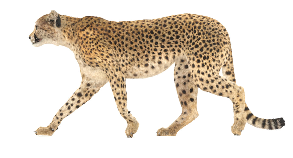 Animated Cheetah 3D Model - Hair and Fur - 360 Degree View