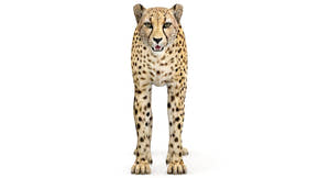 Big Cats 05 3D Model Thumbnail