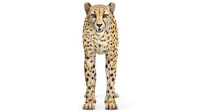 Big Cats 05 3D Model Thumbnail