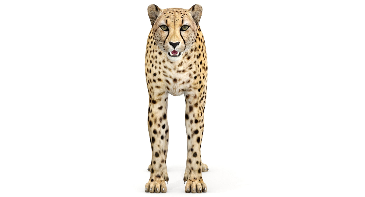 Big Cats 04 3D Model