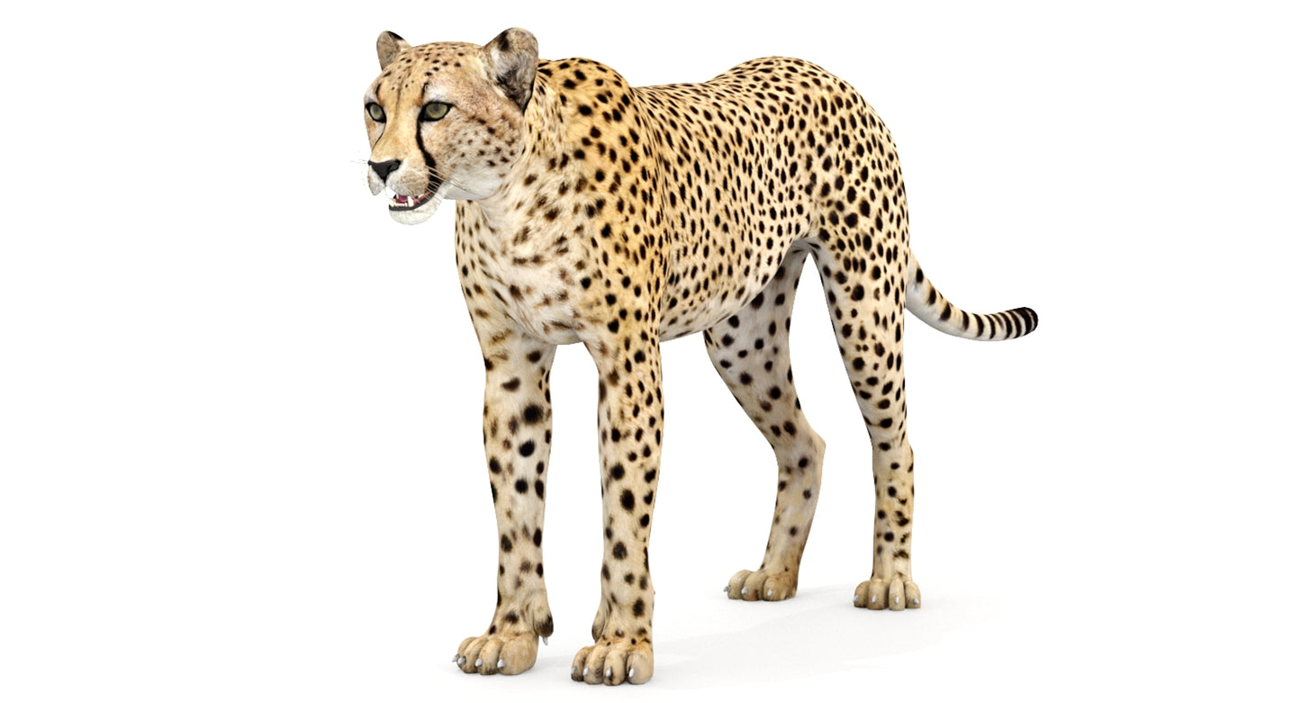Big Cats 04 3D Model