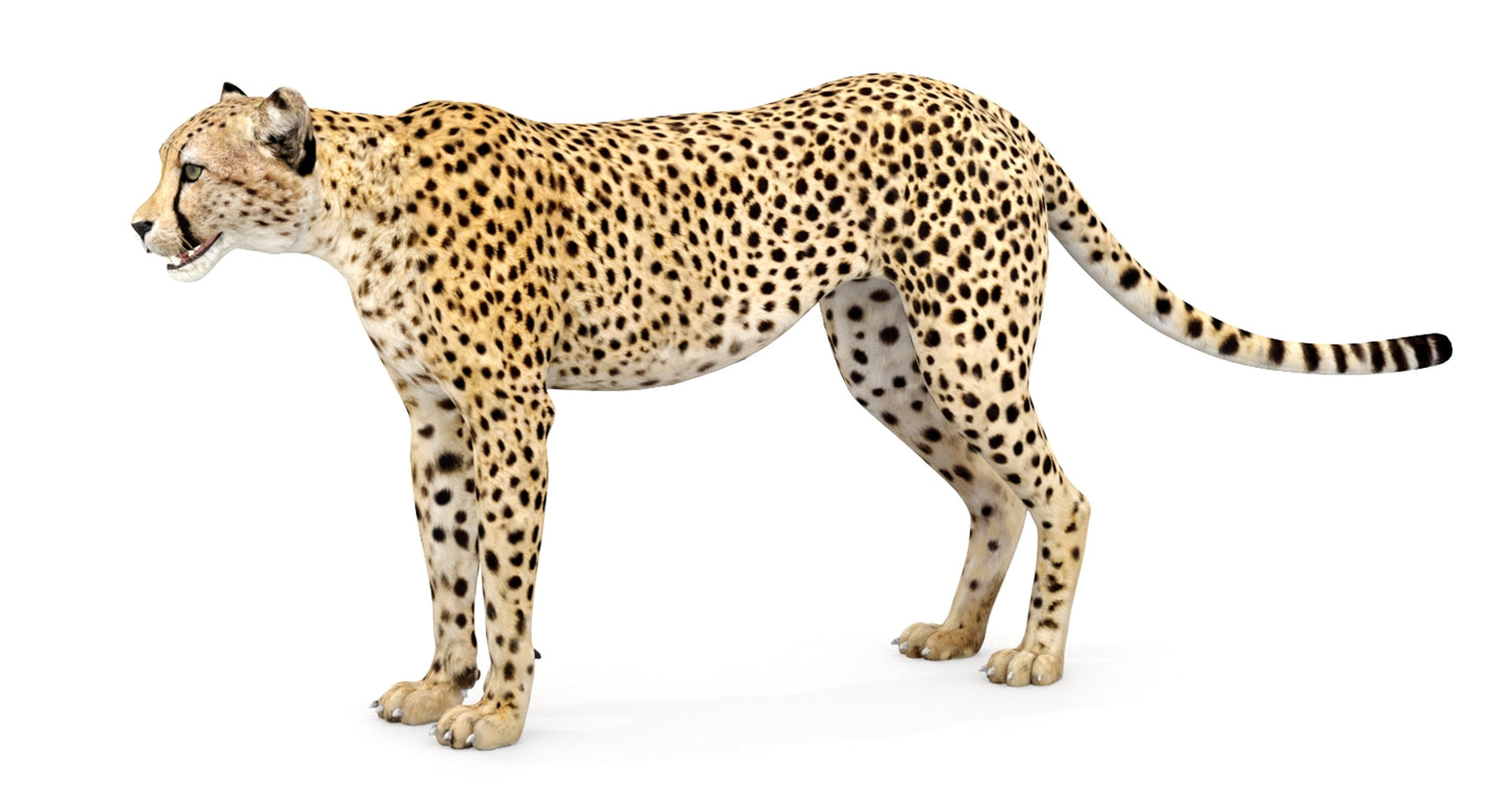 Big Cats 04 3D Model