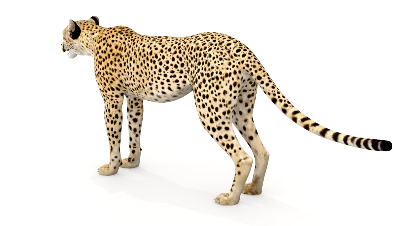 Big Cats 04 3D Model
