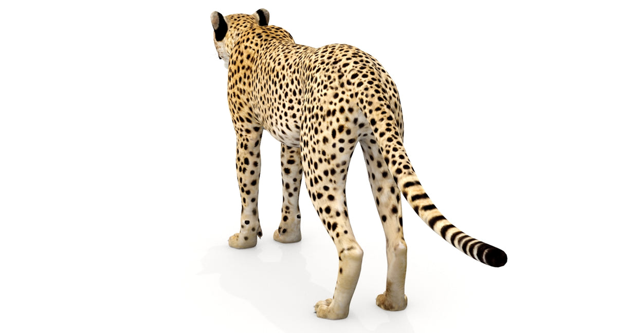 Big Cats 04 3D Model