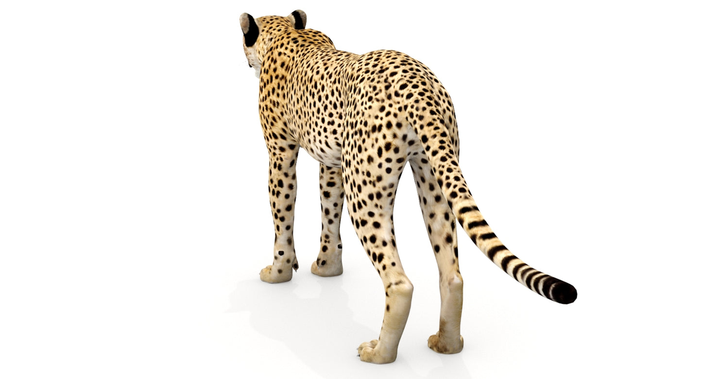 Big Cats 04 3D Model