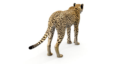 Big Cats 05 3D Model