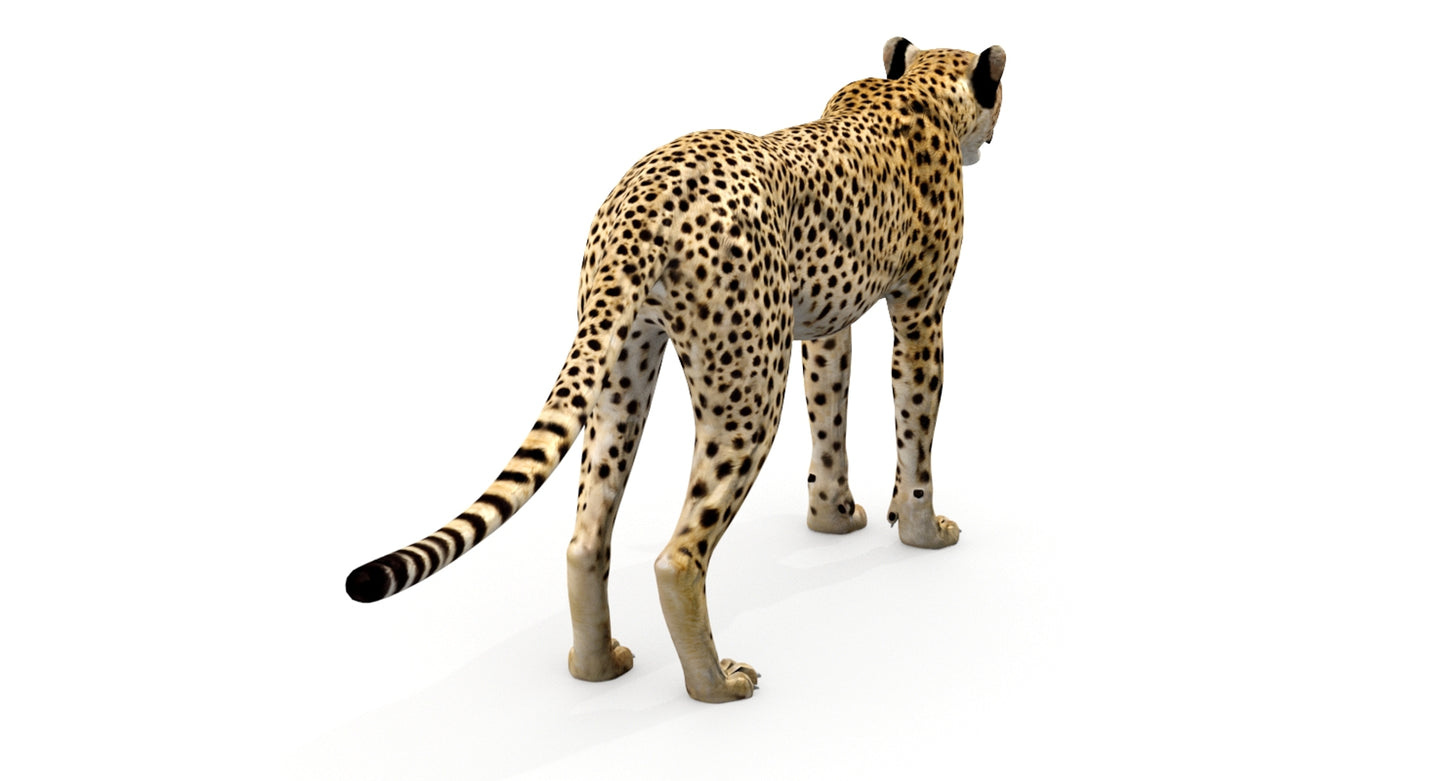 Big Cats 04 3D Model