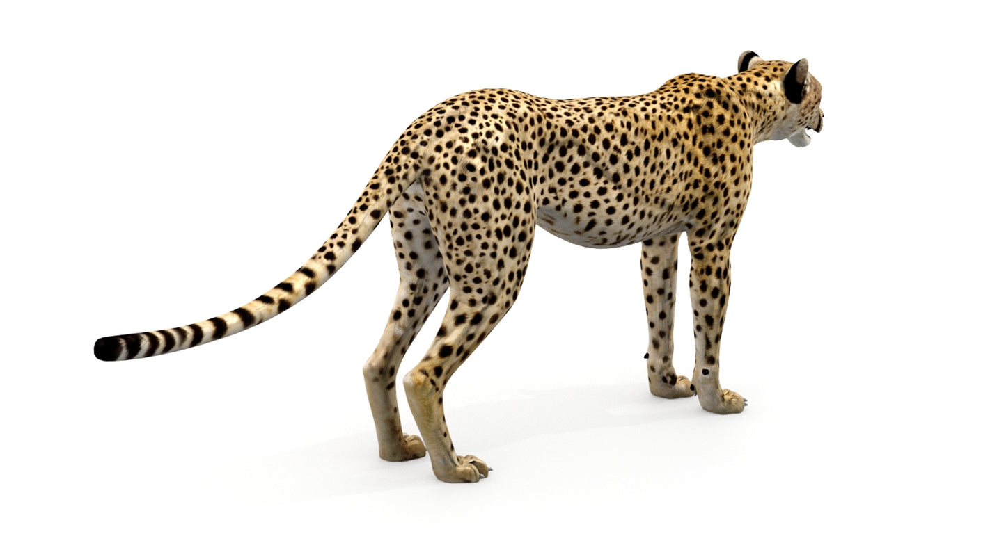 Big Cats 04 3D Model