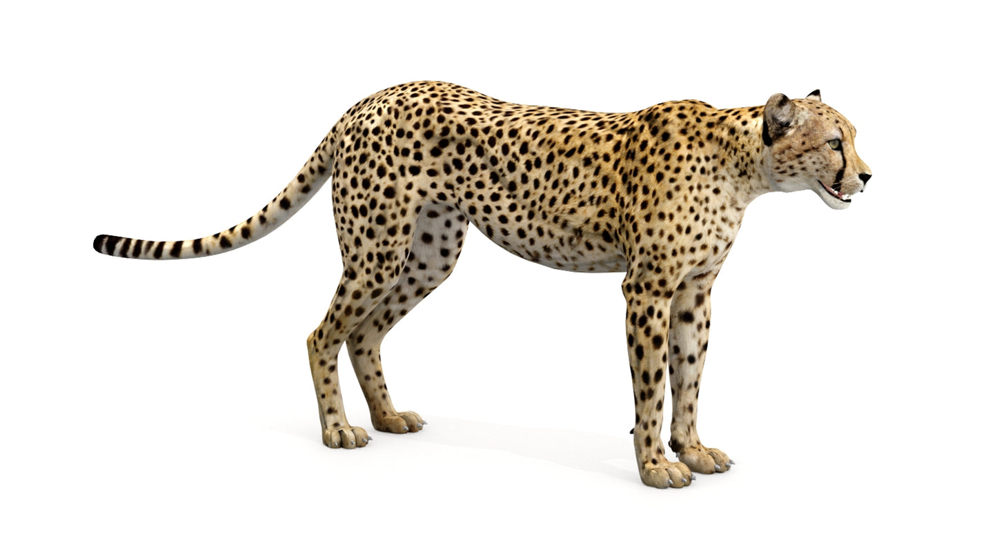 Big Cats 04 3D Model