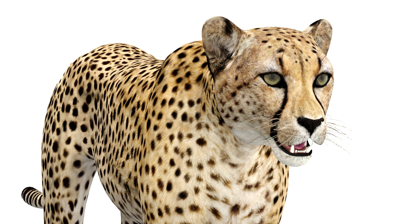 Big Cats 04 3D Model