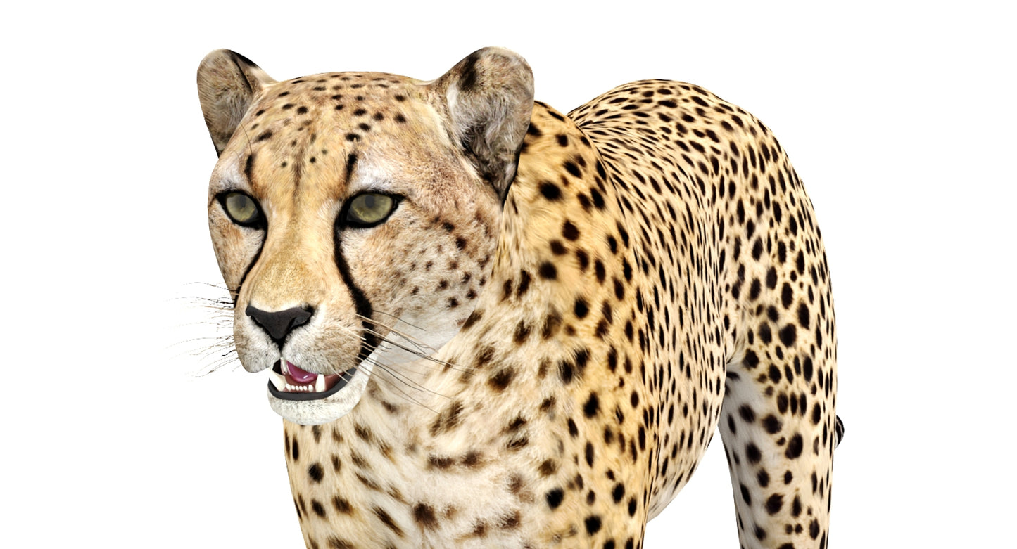 Big Cats 04 3D Model