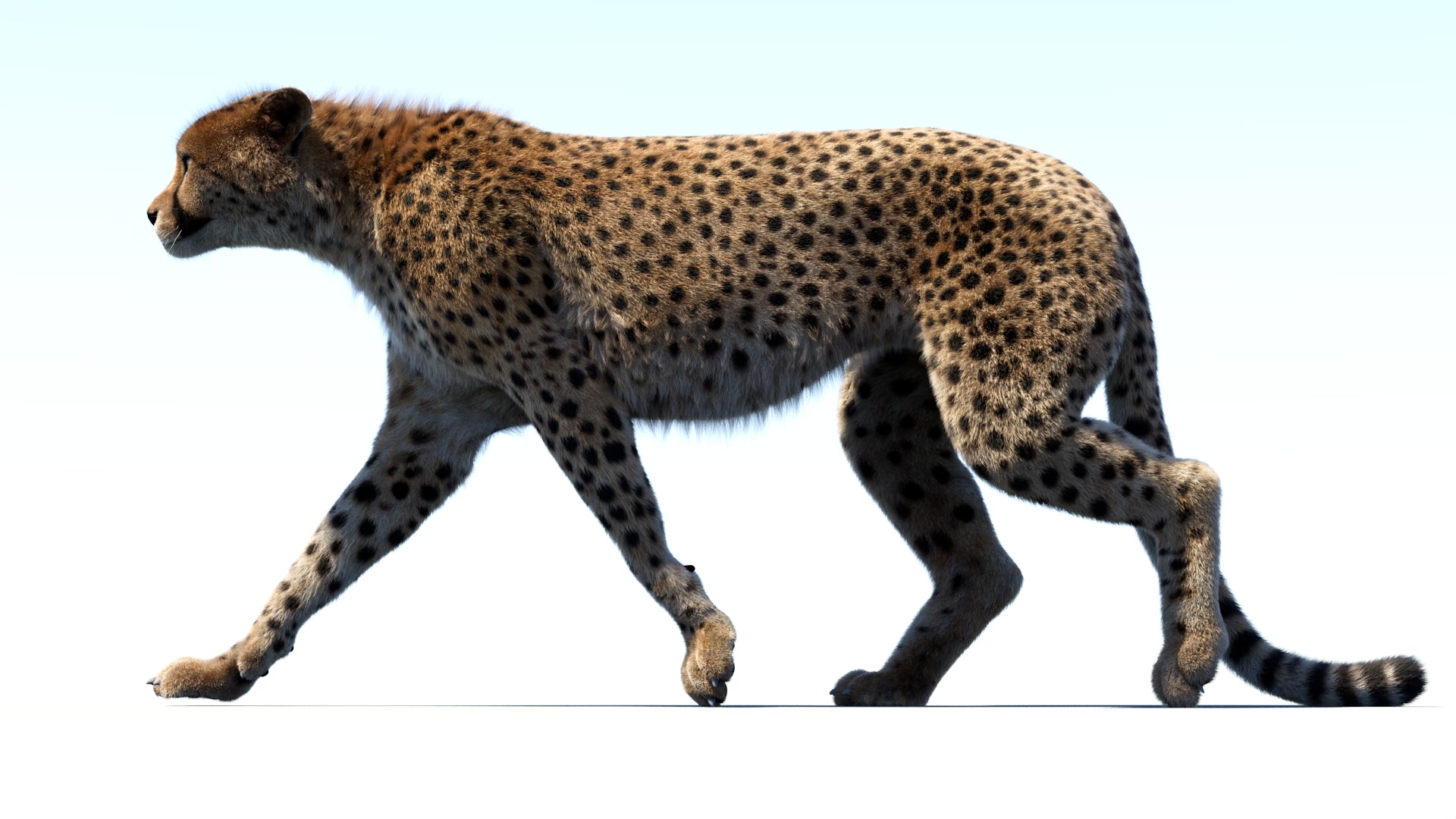 Animated Cheetah 3D Model Fur - 360 Degree Interactive View