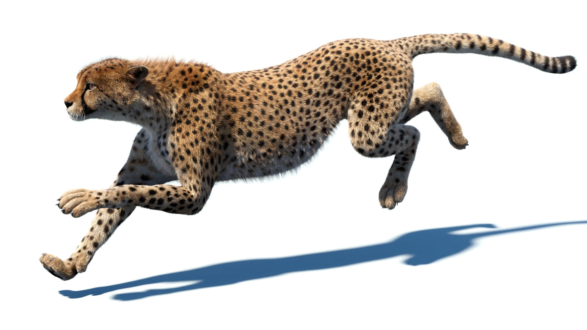 Animated Cheetah 3D Model - Hair and Fur | Advanced - 360 Degree View