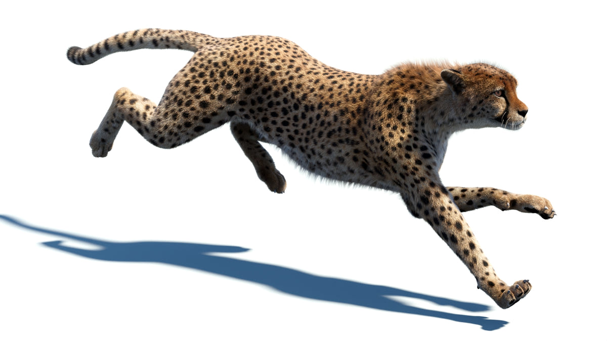 Animated Big Cat 3D Model - Lion, Tiger, Leopard, and cheetah - Hair and Fur | Bundle - 360 Degree View