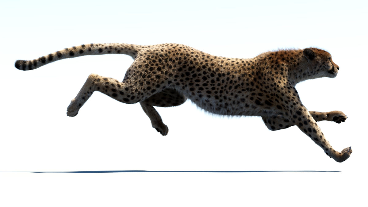 Animated Big Cat 3D Model - Lion, Tiger, Leopard, and cheetah - Hair and Fur | Bundle - 360 Degree View