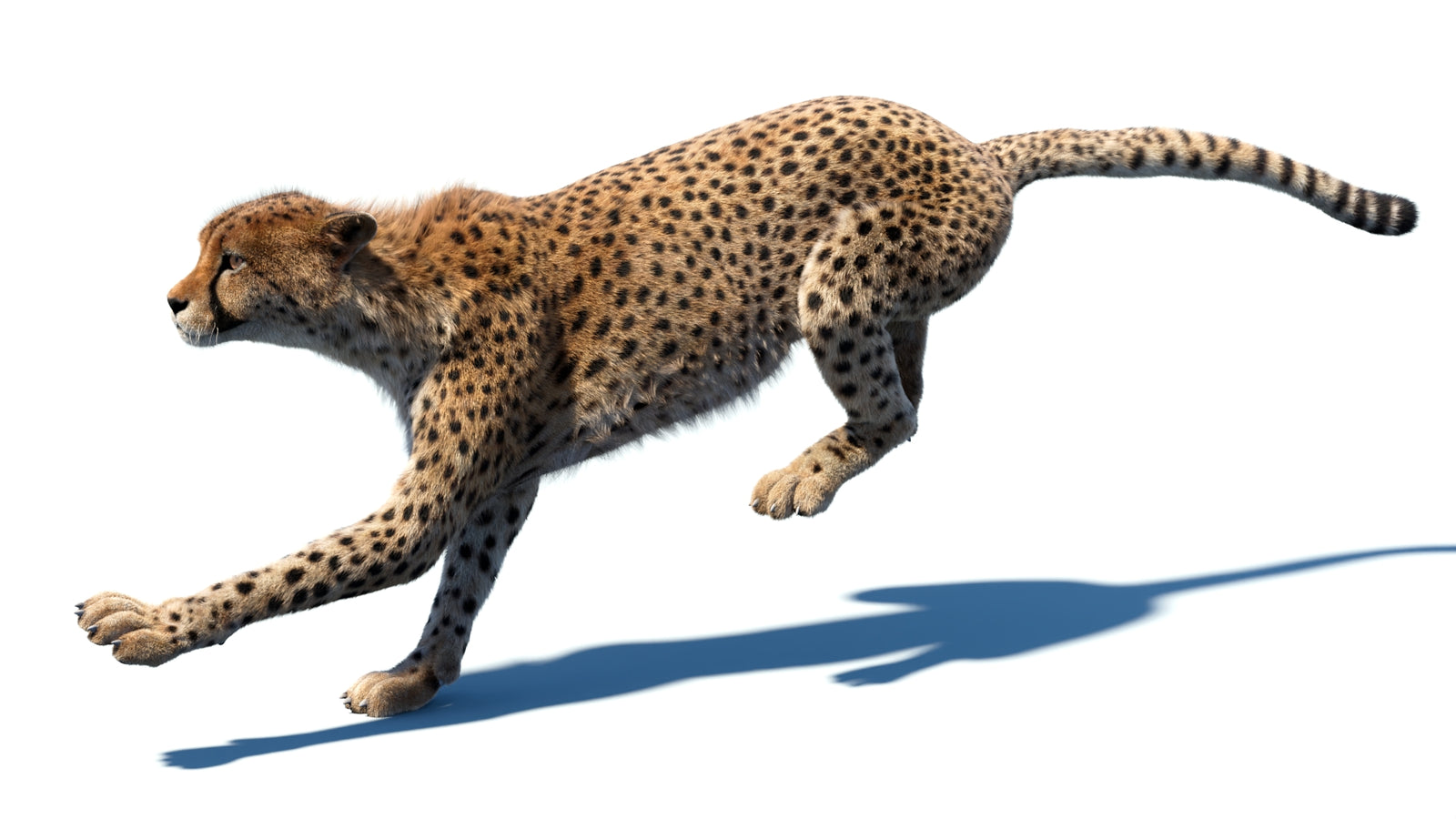 Animated Cheetah 3D Model Fur 360° view 5 frame 3