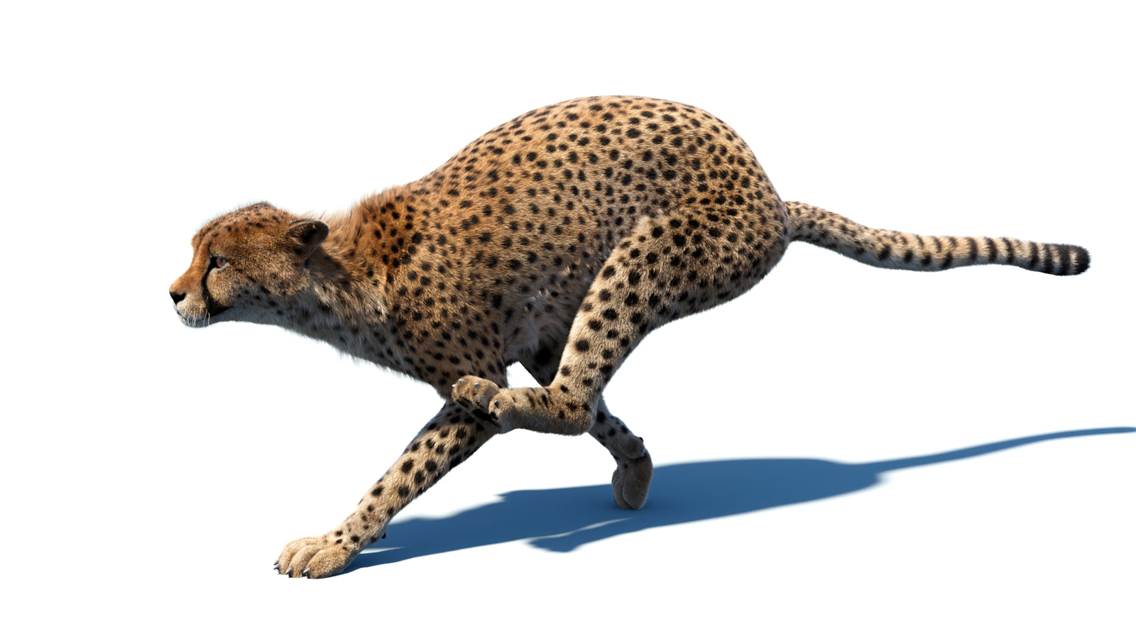 Animated Cheetah 3D Model Fur 360° view 5 frame 6
