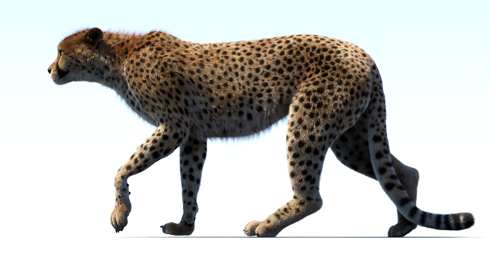 Animated Cheetah 3D Model Fur 360° view 3 frame 12