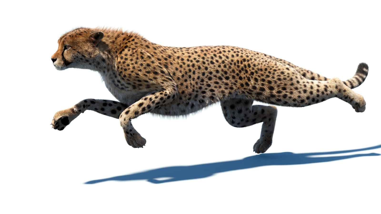 Animated Cheetah 3D Model Fur 360° view 5 frame 15