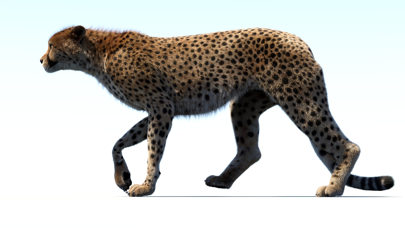 Animated Cheetah 3D Model Fur 360° view 3 frame 28