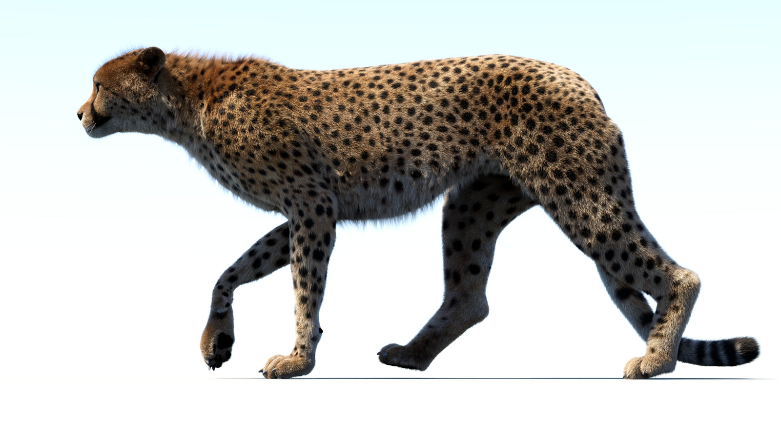Animated Cheetah 3D Model Fur 360° view 3 frame 29