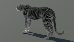 Cheetah 3D Model Wireframe View from Back side – Subdivision 1 Thumbnail