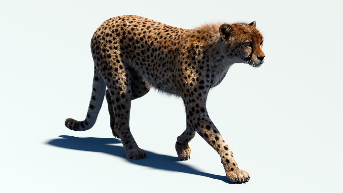 Animated Cheetah 3D Model - Hair and Fur | Advanced - 360 Degree View