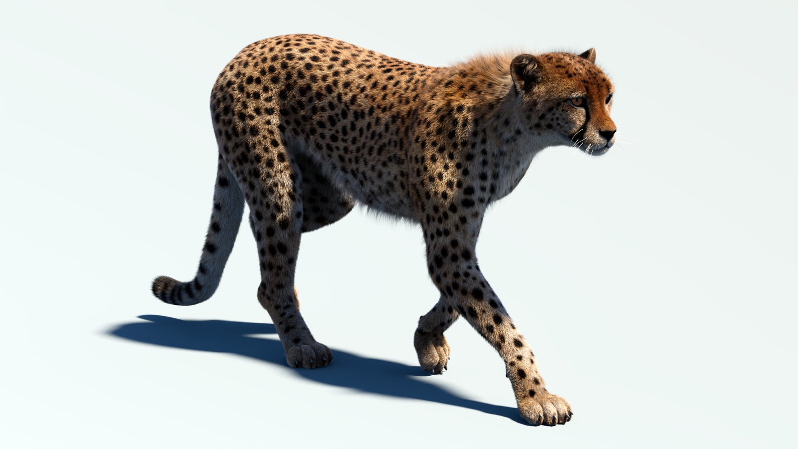 Animated Cheetah 3D Model Fur 360° view 2 frame 2