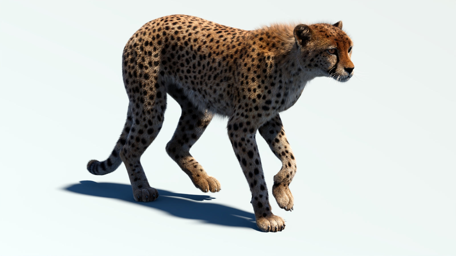 Animated Cheetah 3D Model Fur 360° view 2 frame 9