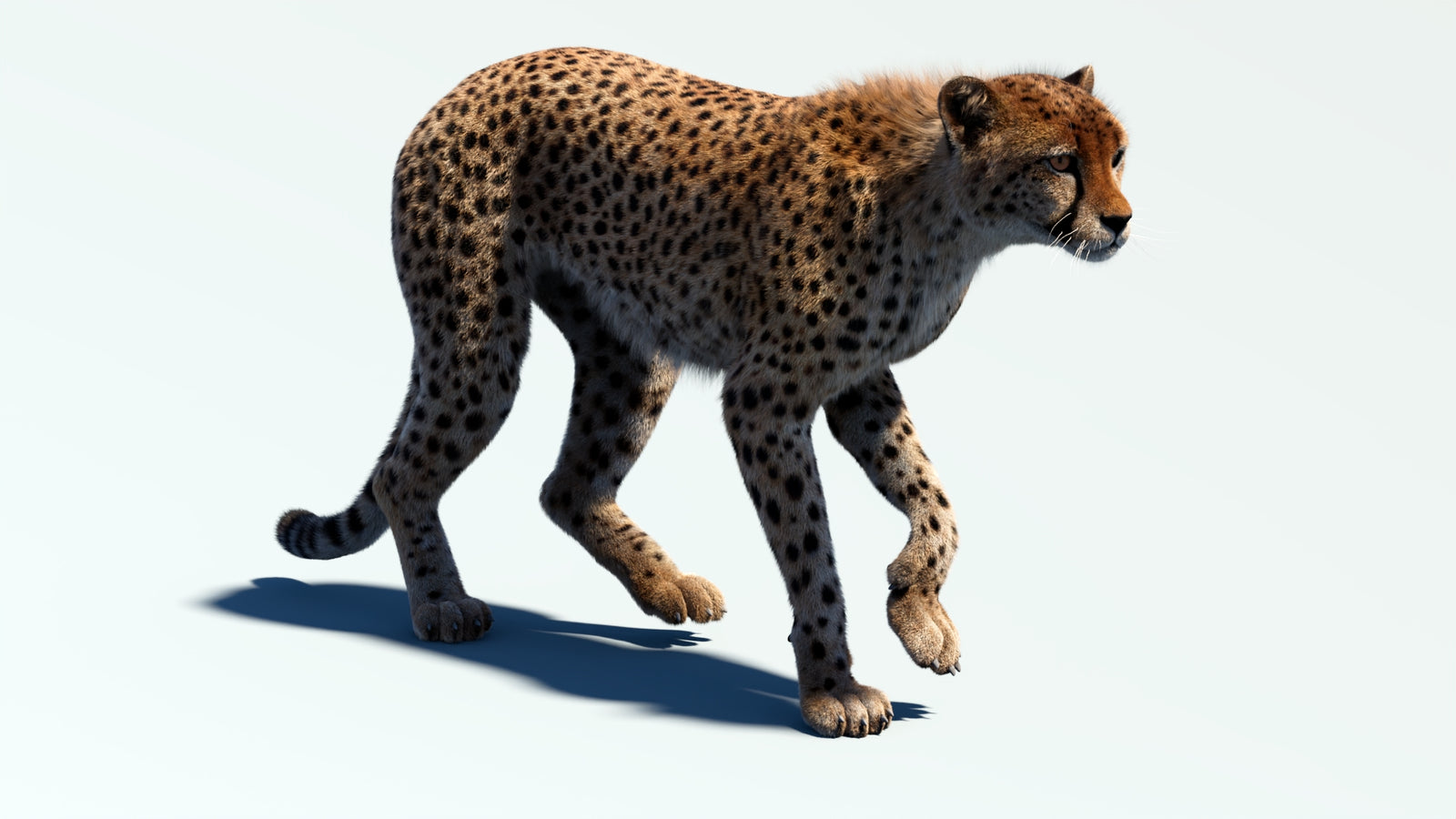 Animated Cheetah 3D Model Fur 360° view 2 frame 10