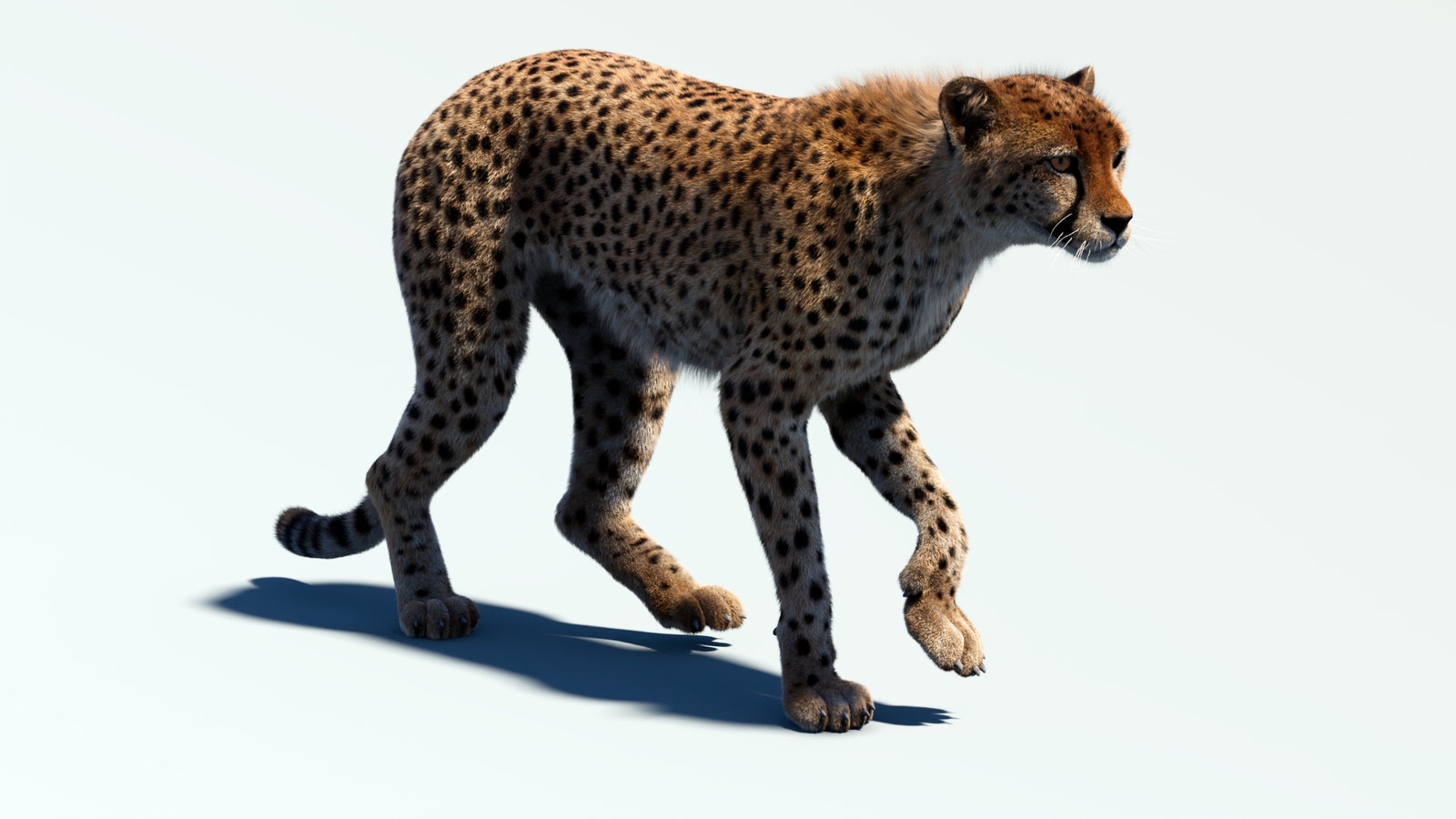 Animated Cheetah 3D Model Fur 360° view 2 frame 11