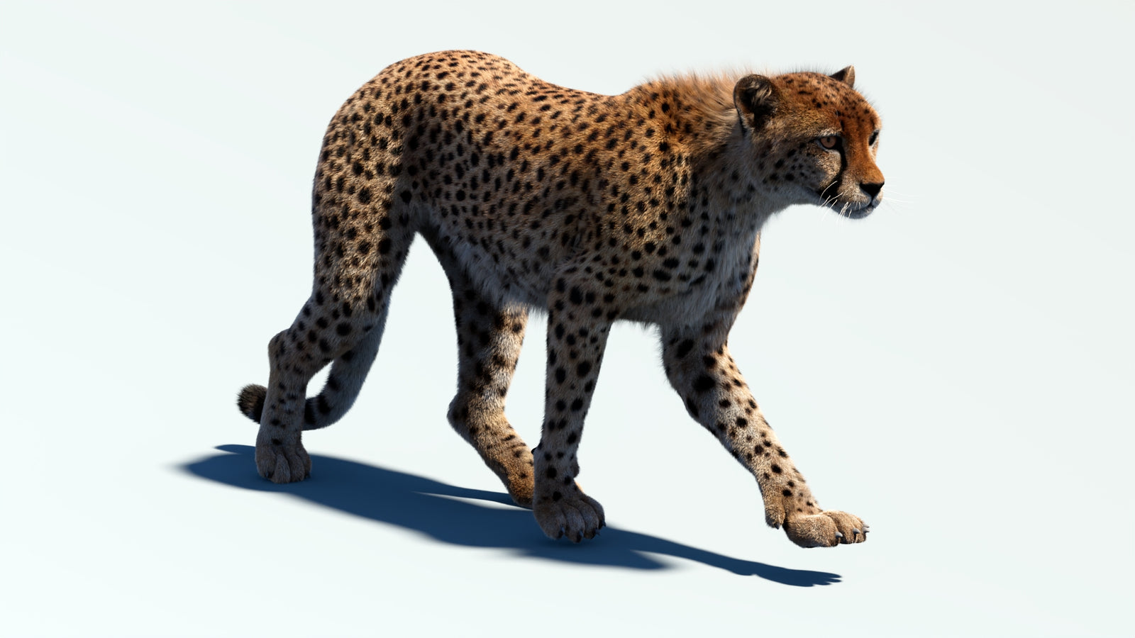 Animated Cheetah 3D Model Fur 360° view 2 frame 17