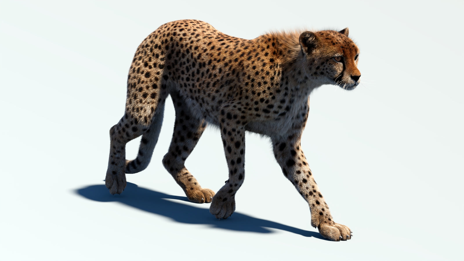 Animated Cheetah 3D Model Fur 360° view 2 frame 22