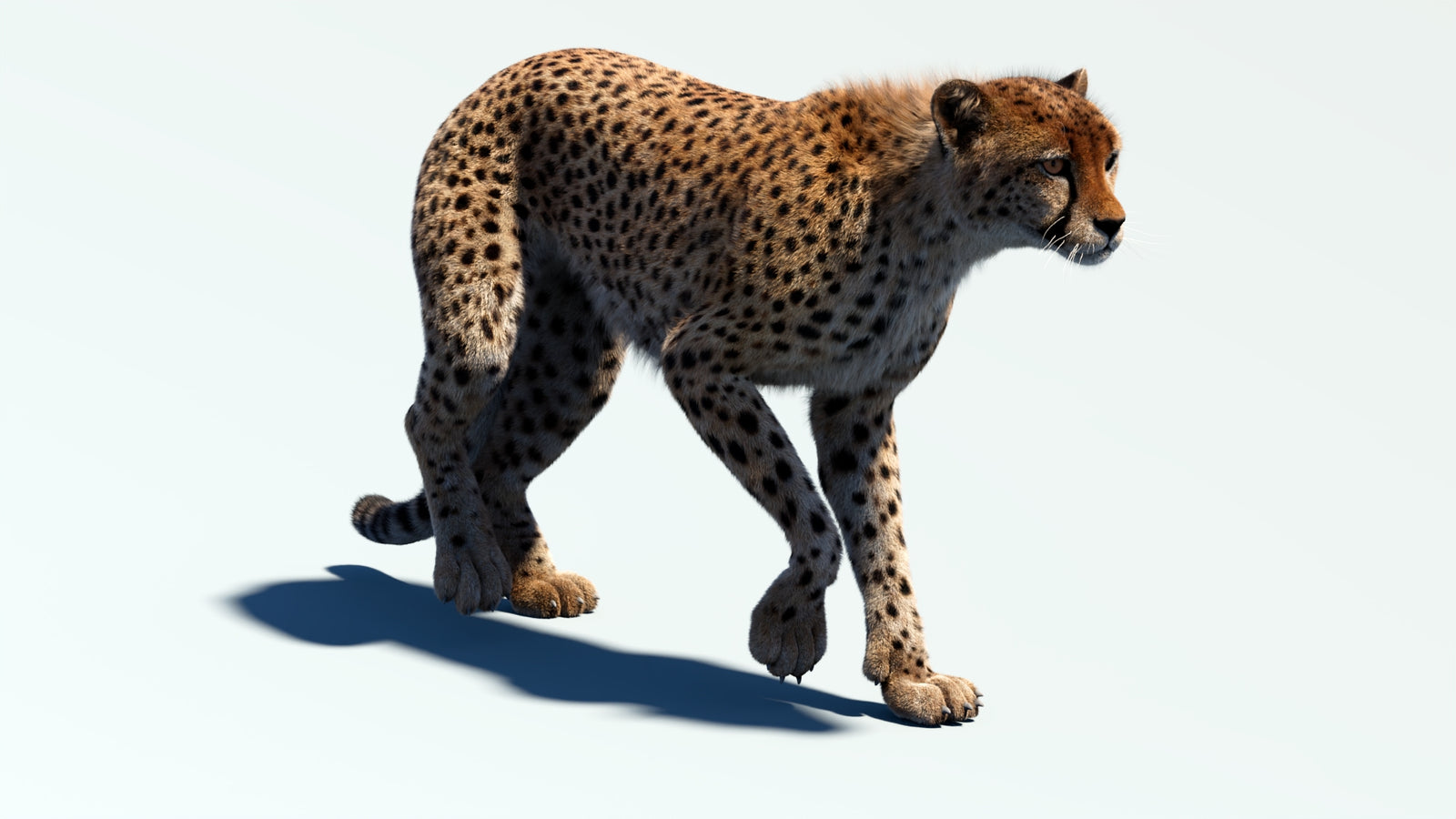 Animated Cheetah 3D Model Fur 360° view 2 frame 28