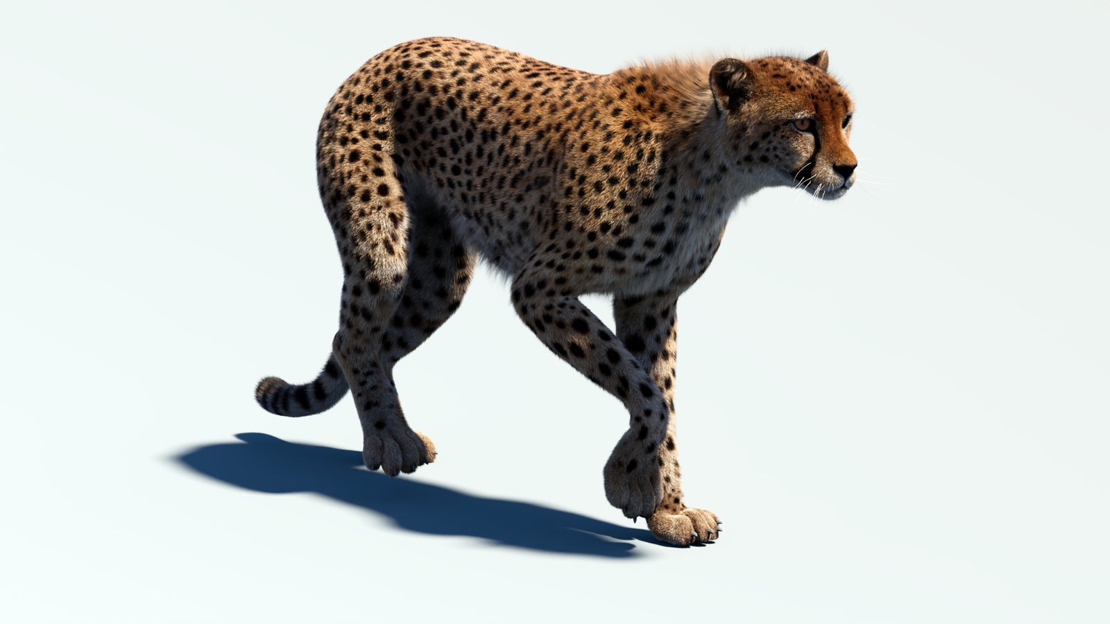 Animated Cheetah 3D Model Fur 360° view 2 frame 30
