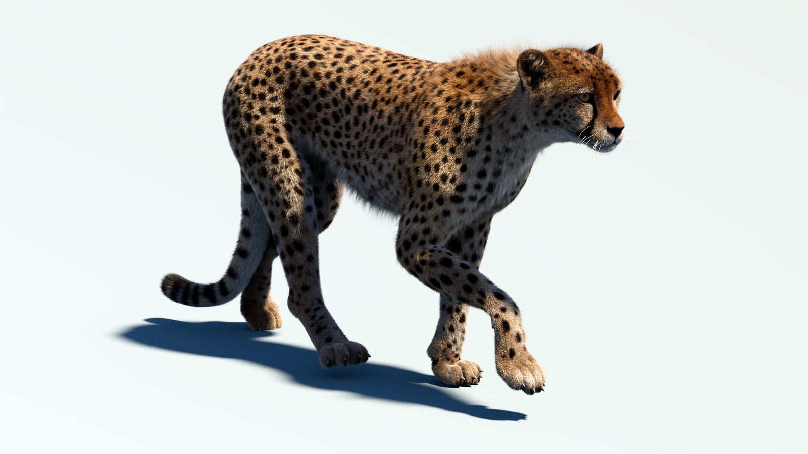 Animated Cheetah 3D Model Fur 360° view 2 frame 35
