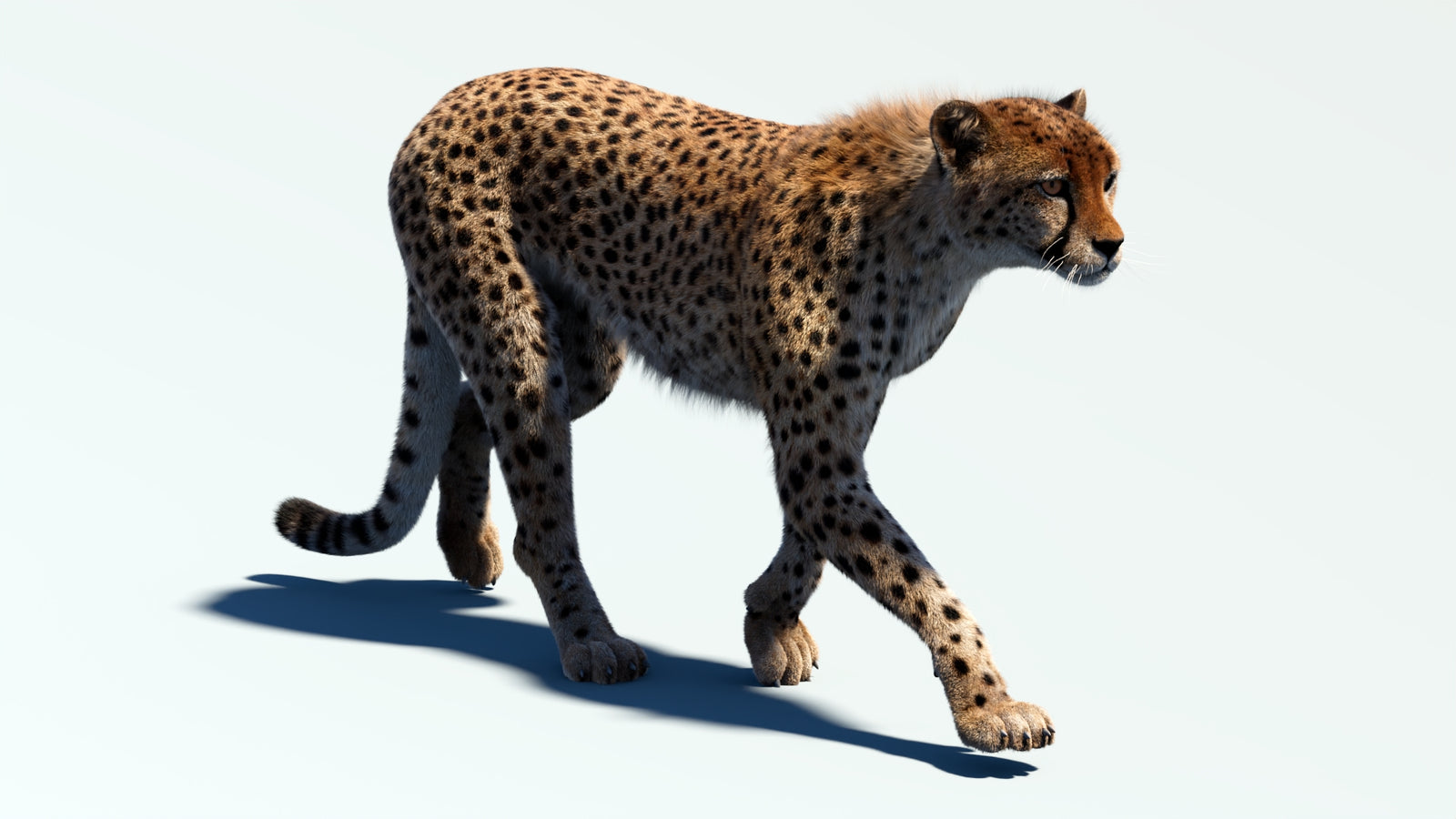 Animated Cheetah 3D Model Fur 360° view 2 frame 39