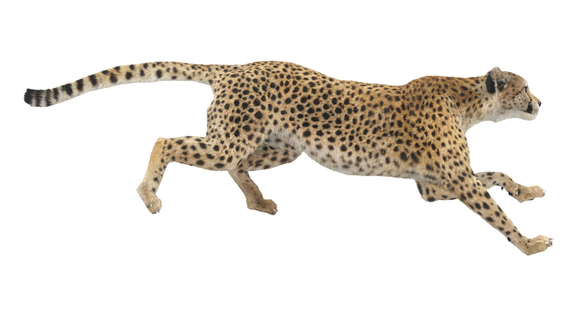 Animated Cheetah 3D Model - Hair and Fur - 360 Degree View