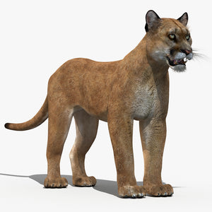 Realistic Cougar 3D Model for Download Thumbnail
